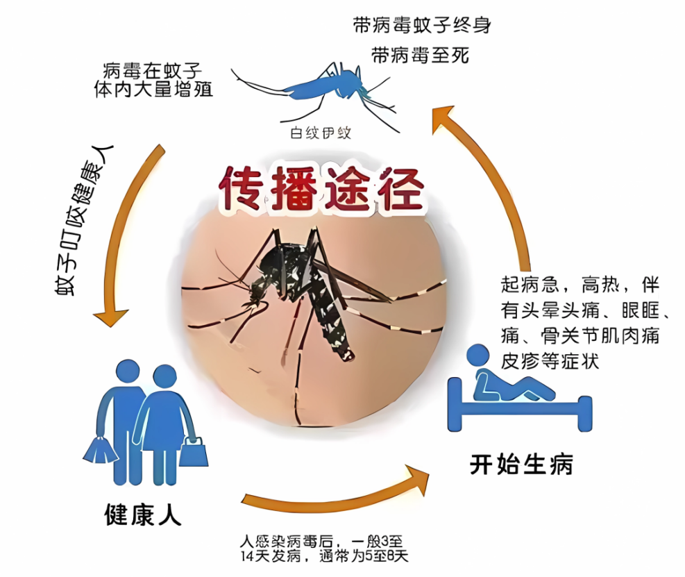 遠(yuǎn)離登革熱，我們?cè)谛袆?dòng)！——?？谑猩礁哂變簣@開(kāi)展預(yù)防登革熱愛(ài)國(guó)衛(wèi)生運(yùn)動(dòng)行動(dòng)-圖片42