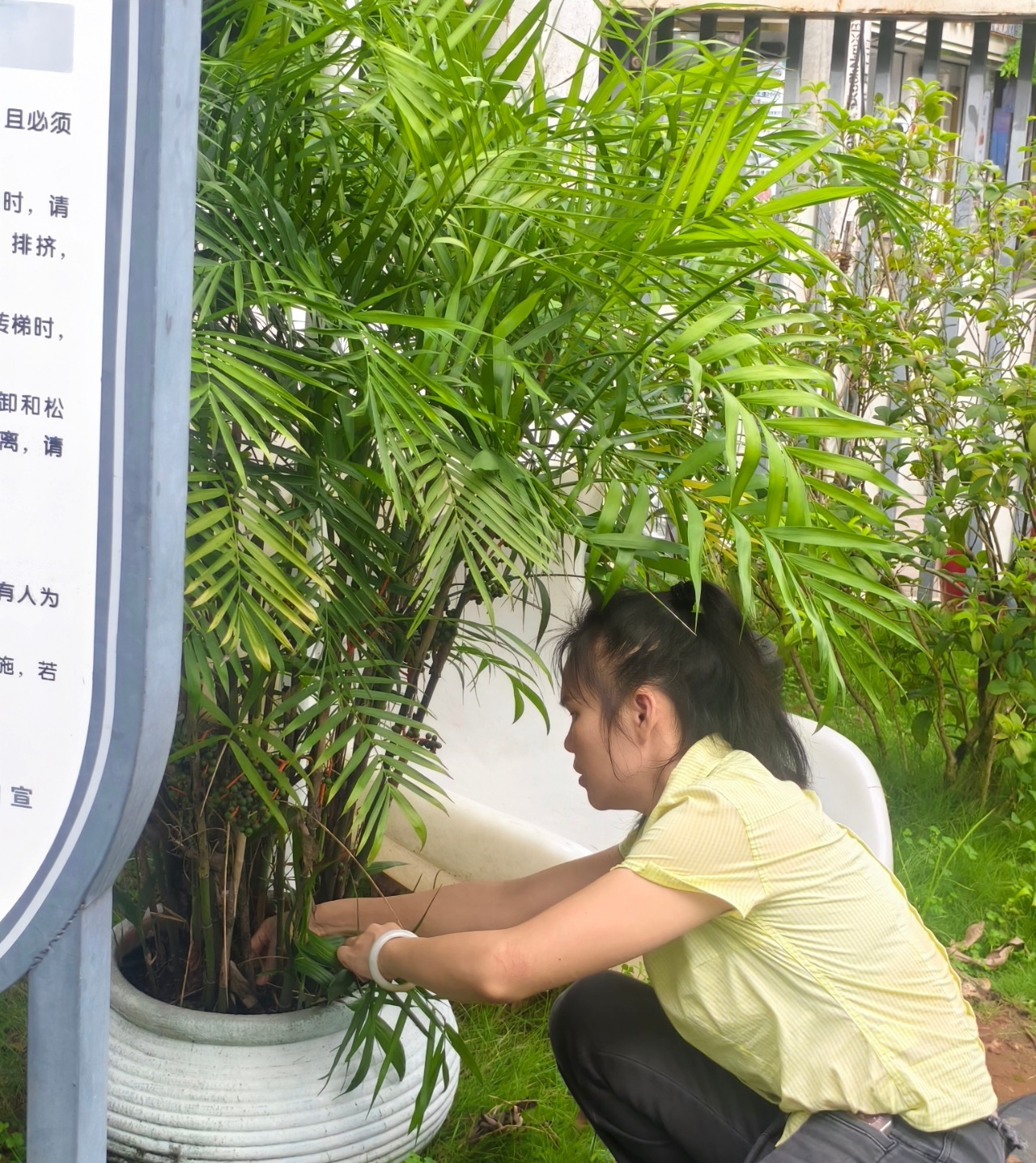 遠(yuǎn)離登革熱，我們?cè)谛袆?dòng)！——?？谑猩礁哂變簣@開(kāi)展預(yù)防登革熱愛(ài)國(guó)衛(wèi)生運(yùn)動(dòng)行動(dòng)-圖片28